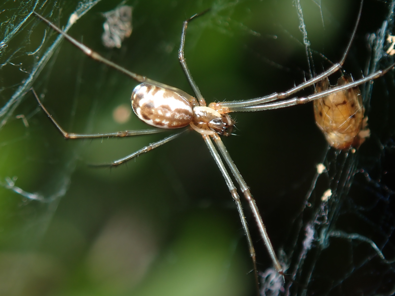 Neriene radiata Neriene radiata